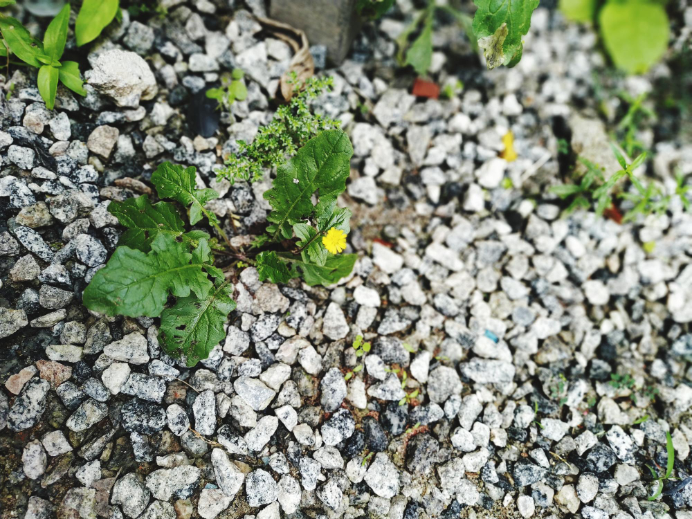 Skalda kiemui: 9 situacijos, kur ji geresnė už trinkeles